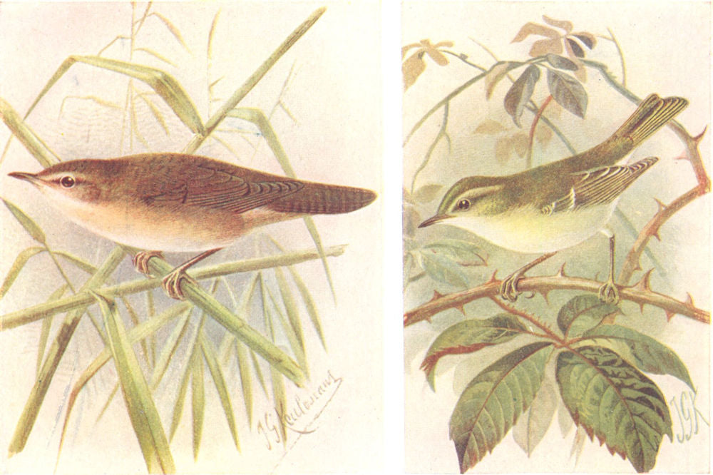 BRITISH BIRDS. Savi's Warbler; Yellow-browed Warbler. THORBURN 1925 old print